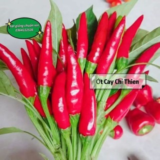 20 hạt giống ớt cay chỉ thiên ❣️ Xịn Xò f1 ❤ chất lượng cao
