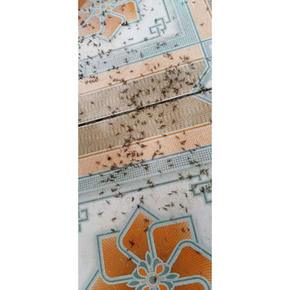 Nhang Muỗi Cây xịn (30 Cây)r