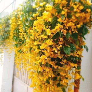 Hoa Lan Hoàng Dương