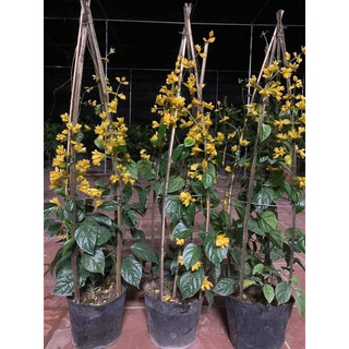 Hoa Lan Hoàng Dương