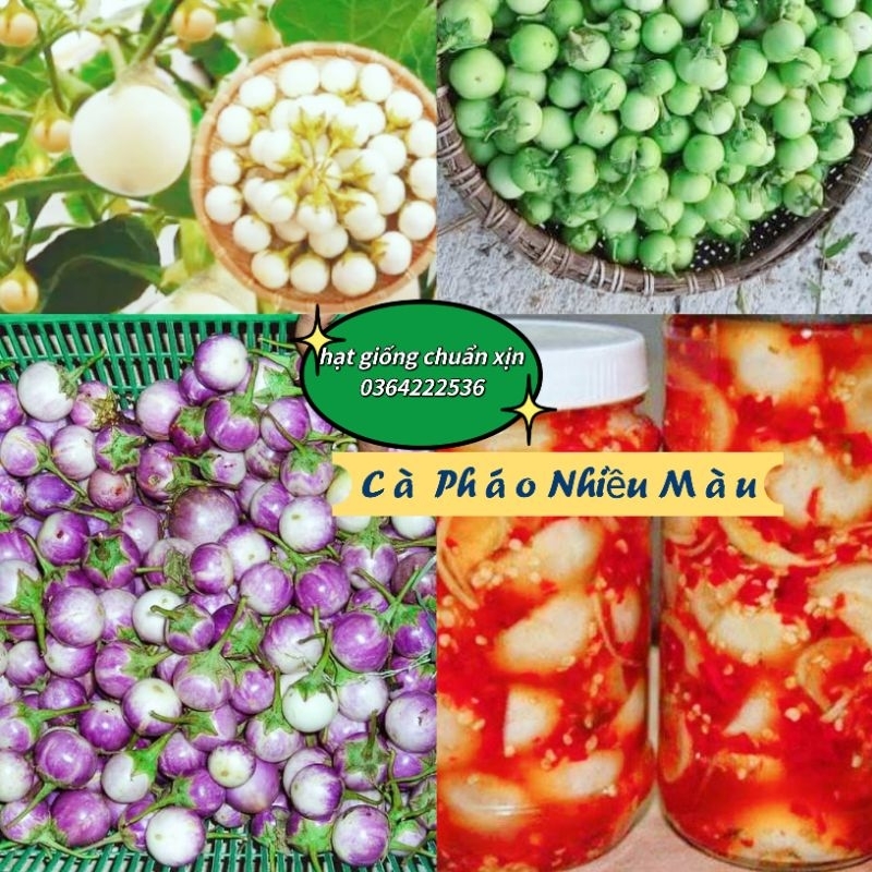 💥 Hạt giống cà pháo trộn sẵn các màu 1gam 💢 Dòn Ngon💥 Cực kỳ Năng Suất