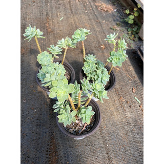 cây sen hoa hồng xanh cành bonsai_🌱hàng sẵn