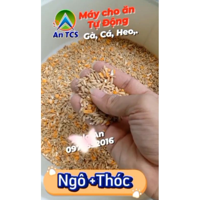 Máy V6 Cho Gà Chim Cá Ăn Tự Động An TCS