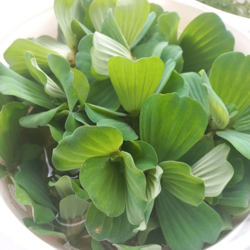 Cây thủy sinh bèo cái giúp lọc nước, trang trí hồ cá cảnh CTS011