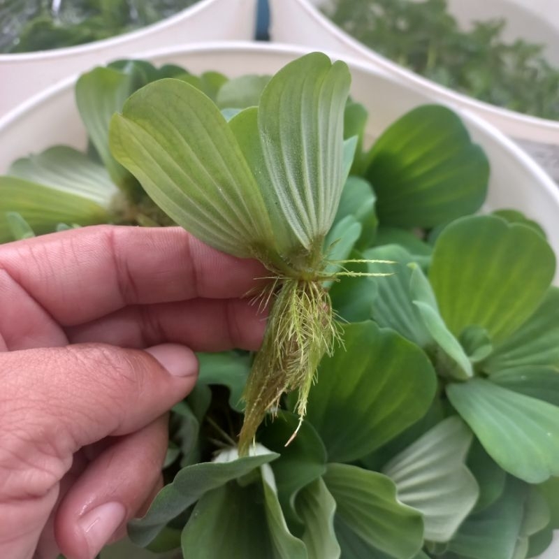 Cây thủy sinh bèo cái giúp lọc nước, trang trí hồ cá cảnh CTS011