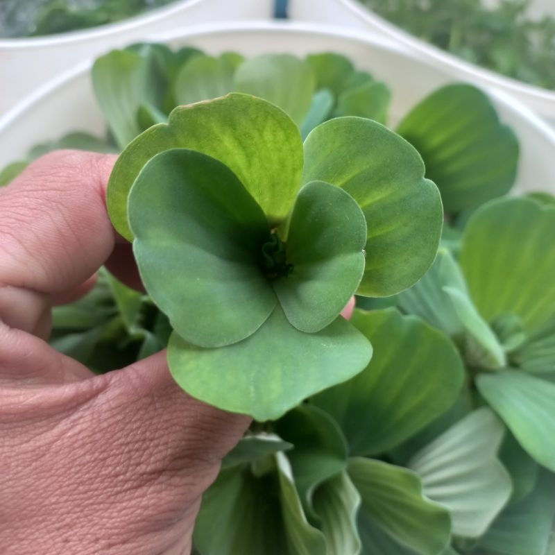 Cây thủy sinh bèo cái giúp lọc nước, trang trí hồ cá cảnh CTS011