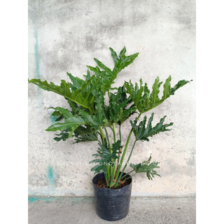 Trầu bà thanh xuân size trung 0.5-0.6m