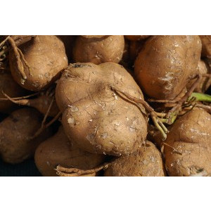 Hạt Giống Củ Đậu 1KG - CỦ TO ĐẸP GIỐNG TỐT, GIỐNG CHUẨN