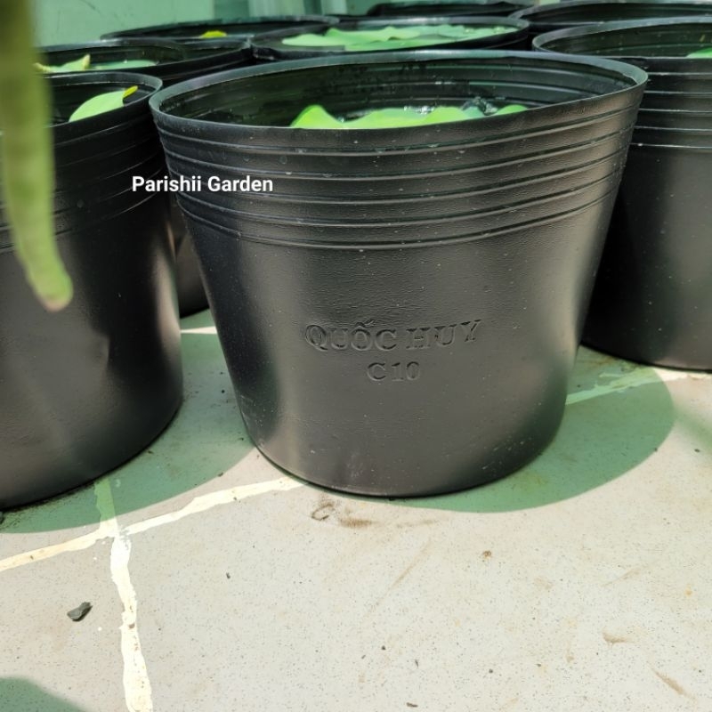 Chậu nhựa đen mềm C10 không lỗ để trồng sen, nuôi cá guppy