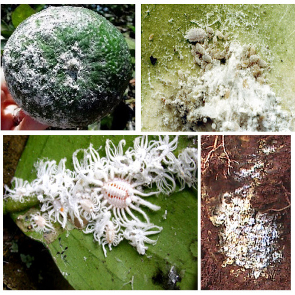 200g Nấm 3 Màu Bảo Vệ Cây Khỏi Côn Trùng Gây Hại Có Tác Dụng Lâu Dài Chính Hãng Thủy Kim Sinh