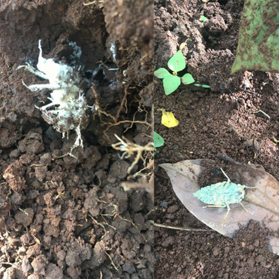 200g Nấm 3 Màu Bảo Vệ Cây Khỏi Côn Trùng Gây Hại Có Tác Dụng Lâu Dài Chính Hãng Thủy Kim Sinh