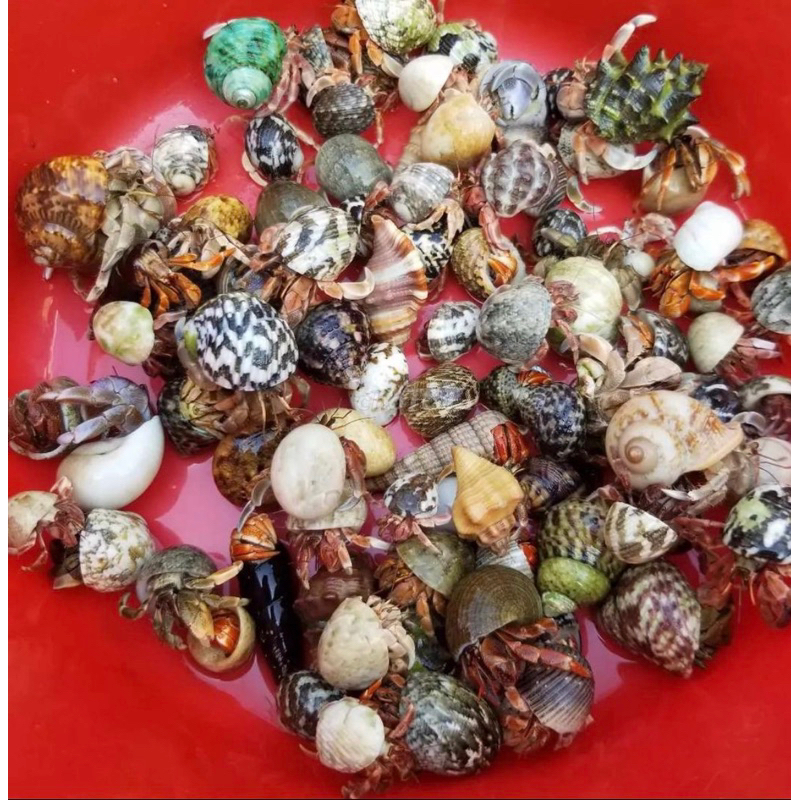 Đồ chơi Combo 3 OMH size S + 01 bịch rêu