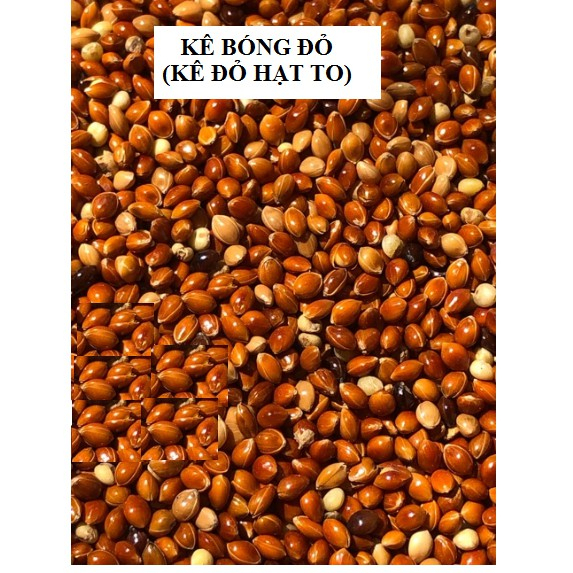 HẠT KÊ ĐỎ | THỨC ĂN CHO CHIM CẢNH, VẸT, YẾN PHỤNG