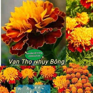 30 hạt giống hoa vạn thọ nhụy bông  🍄🤗 SIÊU NẢY MẦM🤗🌹 hoa rất đẹp