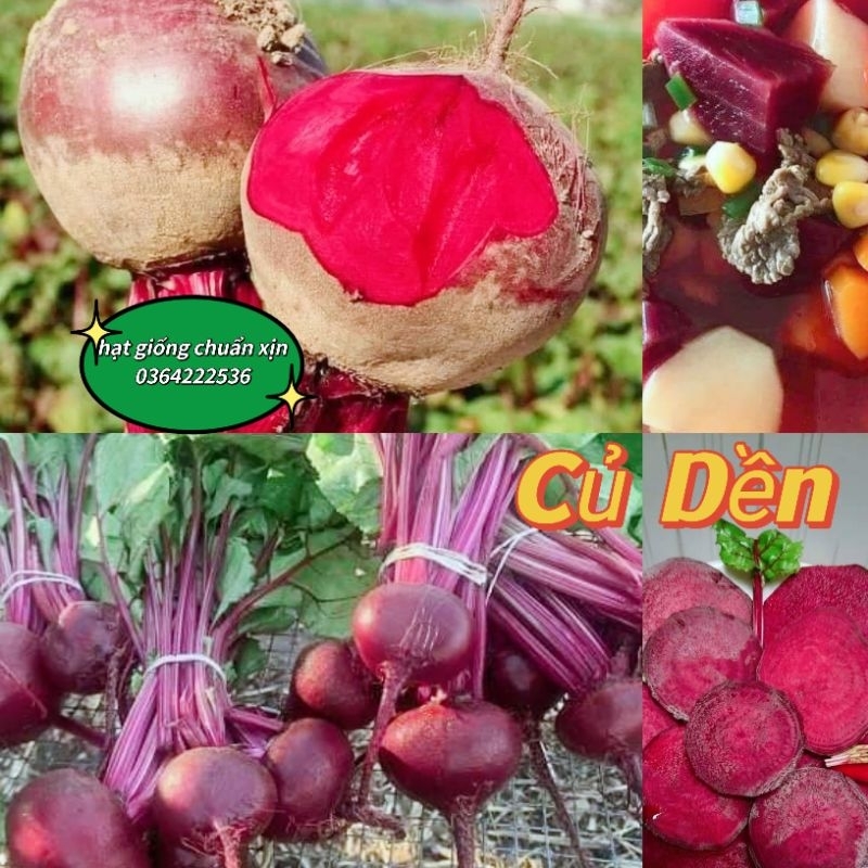5 gam hạt giống củ dền đỏ 💖 NẢY MẦM CỰC ĐỈNH💖 chất lượng cao
