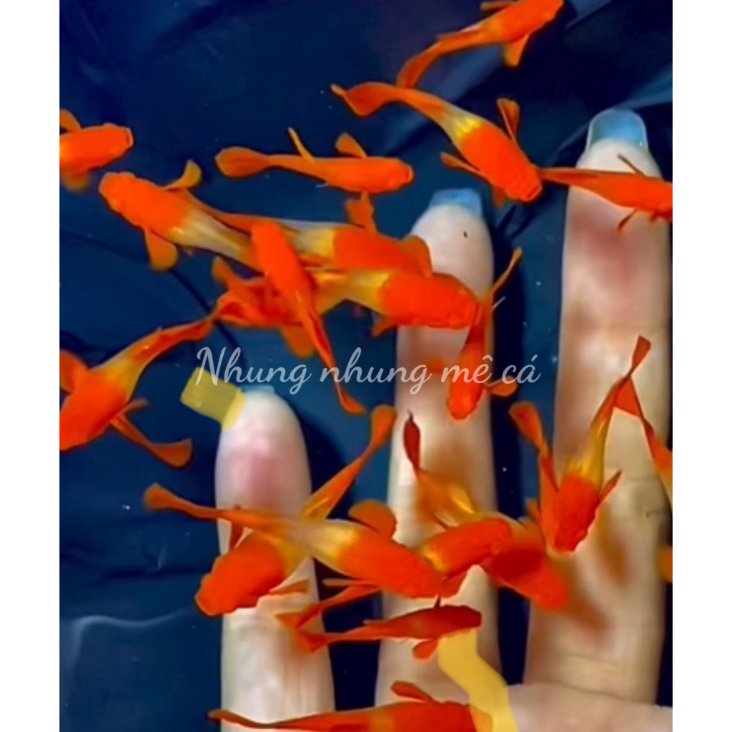 cá 7 màu / cá 7 màu thủy sinh / cá 7 màu koi red ear / cá 7 màu đen / cá 7 màu guppy / cá 7 màu đẹp