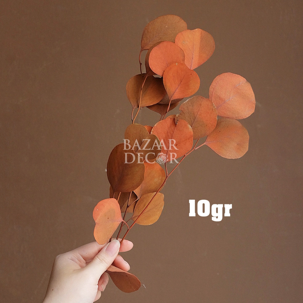 Lá táo tròn sấy khô loại đẹp nguyên cành không vụn | Hoa lá khô Eucalyptus