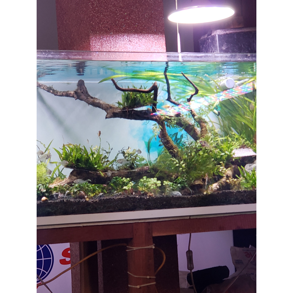 Chế phẩm sinh học MIC.KOI cho cá cảnh, cá koi