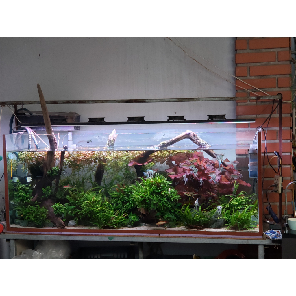 Chế phẩm sinh học MIC.KOI cho cá cảnh, cá koi