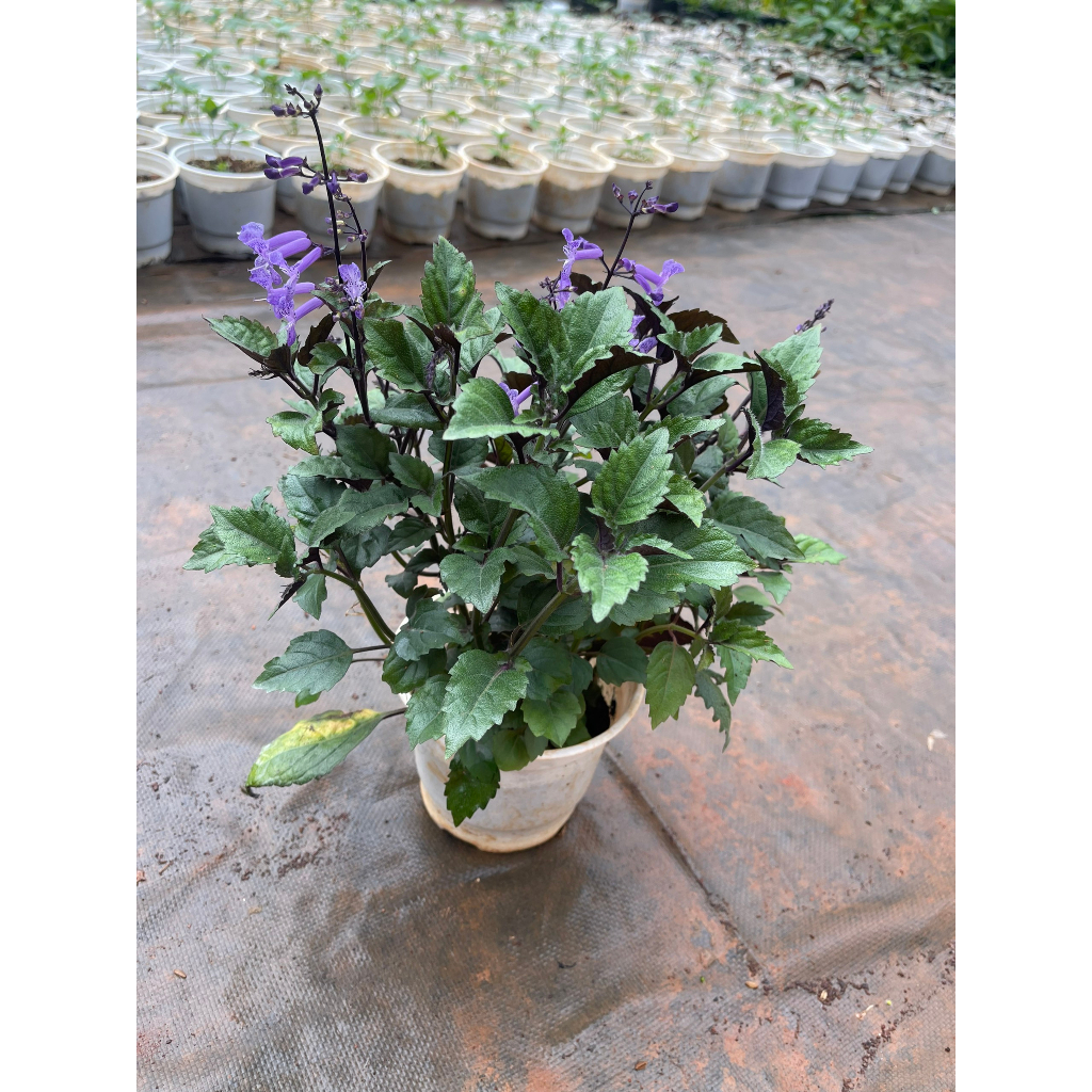 Chậu cây giống hoa Mona Lavender cho hoa tím đẹp quanh năm