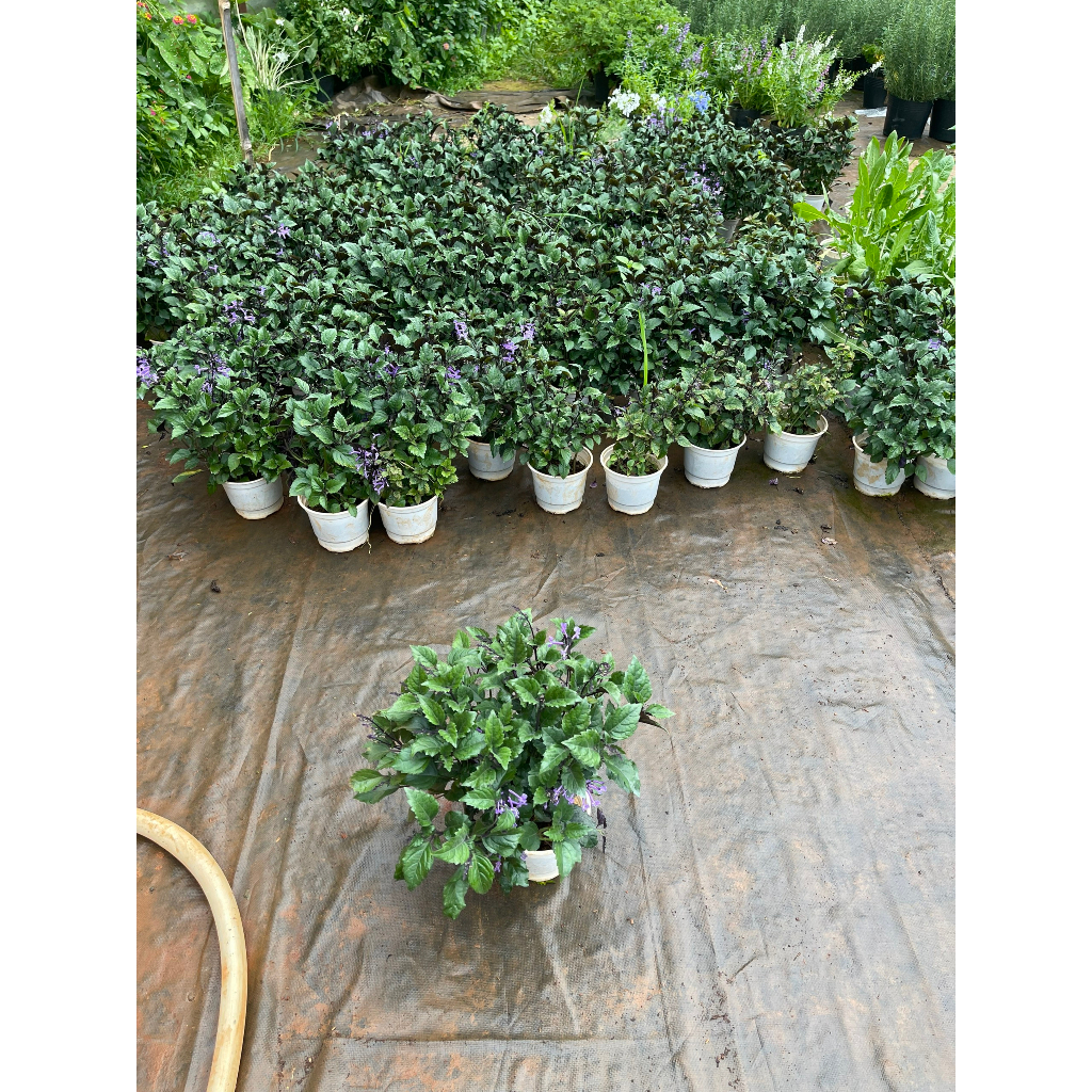 Chậu cây giống hoa Mona Lavender cho hoa tím đẹp quanh năm