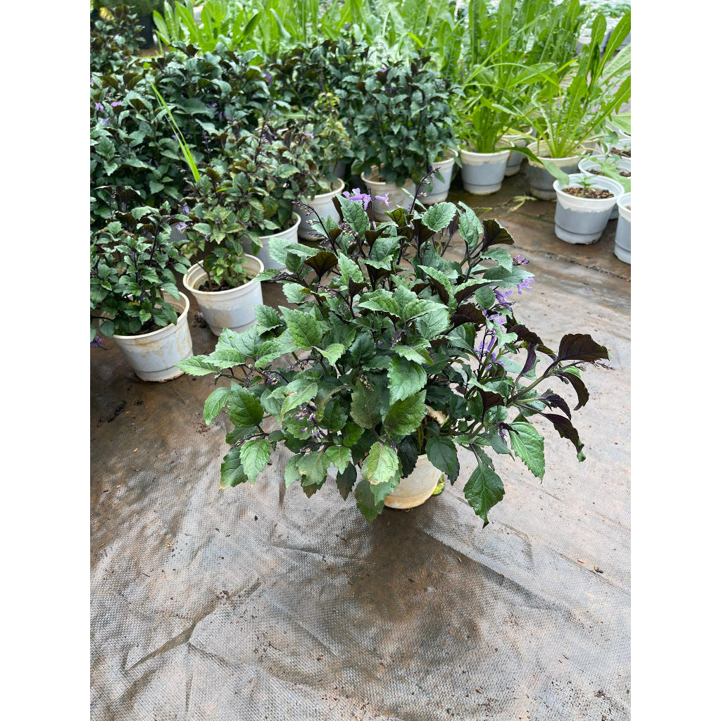 Chậu cây giống hoa Mona Lavender cho hoa tím đẹp quanh năm