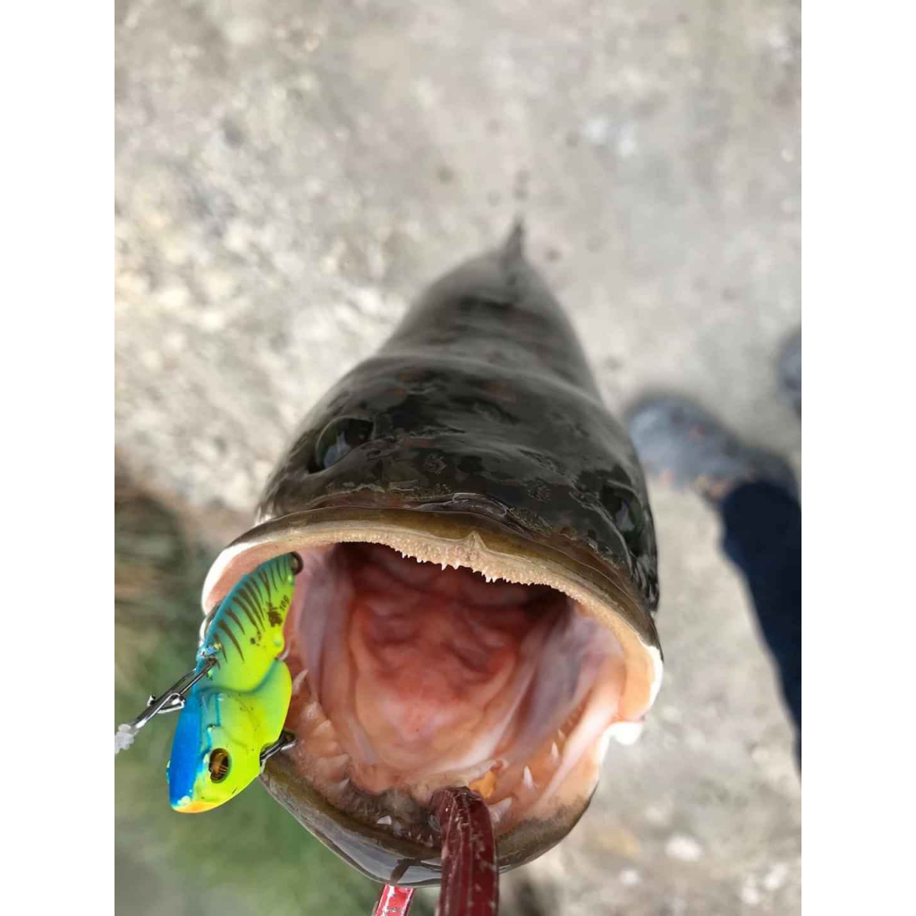 Mồi câu cá lóc - Cá sắt Elite Lure Linx Blade combo 3 con 1 hôp - HitaFishing