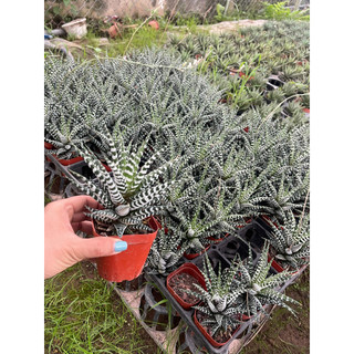 Sen đá móng rồng giống mới