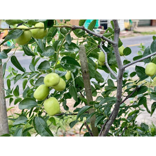 Cây giống hồng táo Sherwood