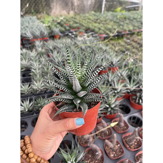 Sen đá móng rồng giống mới