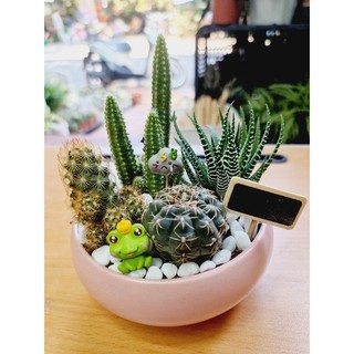Chậu cây xương rồng mix