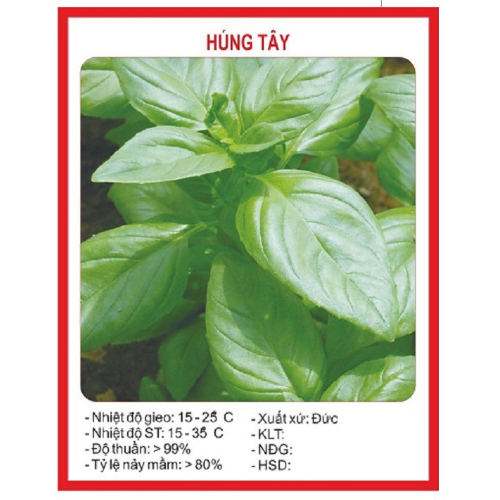 Hạt giống rau Húng tây - 1 gói 1gram