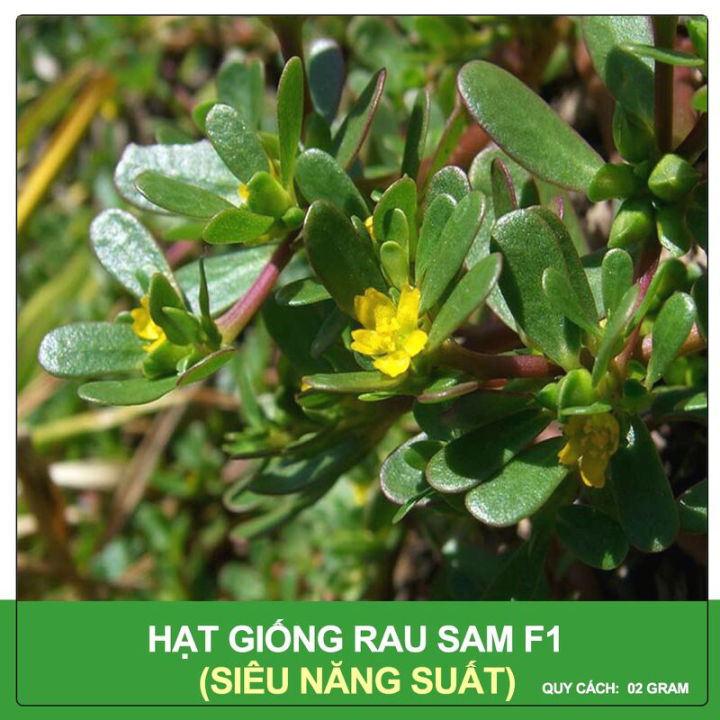 Hạt giống rau sam - gói 1gram