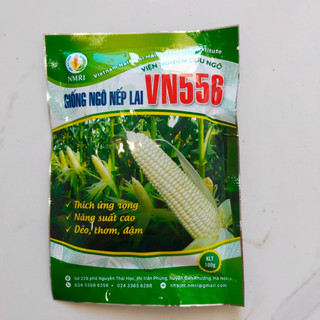 Giống ngô nếp lai vn556