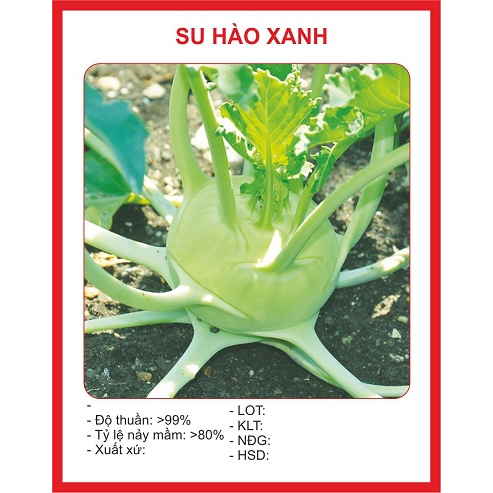 Hạt giống Su hào xanh Hàn Quốc – 1Gram