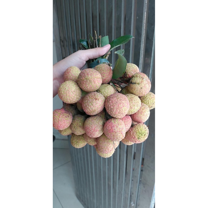 [HOẢ TỐC HÀ NỘI] 2KG VẢI THIỀU BA VÌ NGON NGỌT
