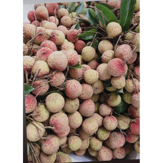[HOẢ TỐC HÀ NỘI] 2KG VẢI THIỀU BA VÌ NGON NGỌT