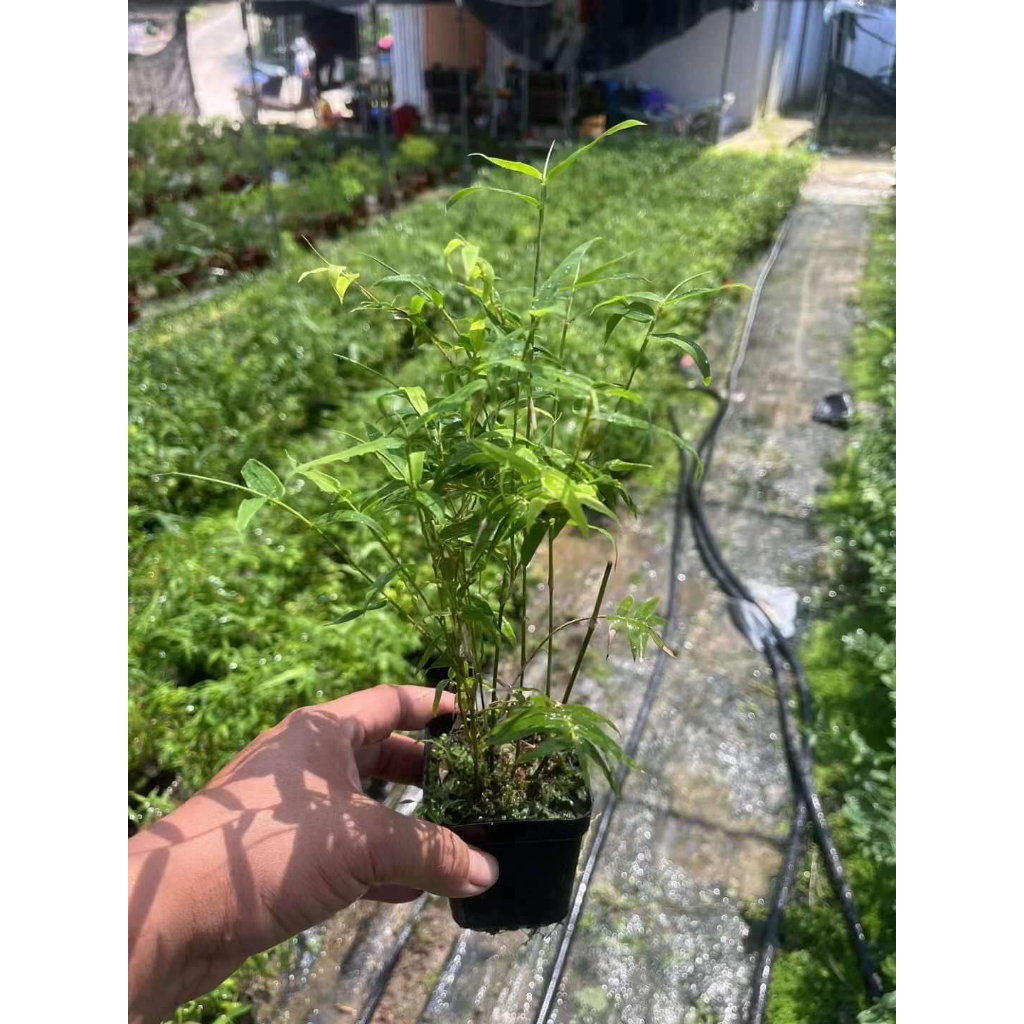 Trúc mini làm tiểu cảnh để bàn, bàn trà, mô hình, bán cạn, terrarium.