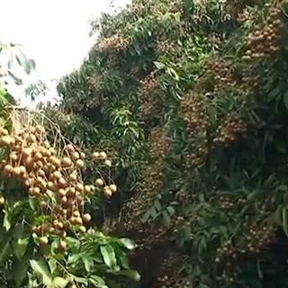 💙Cây nhãn thái ( nhãn indo) chuẩn giống - CÂY ỔN ĐINH TRONG BẦU