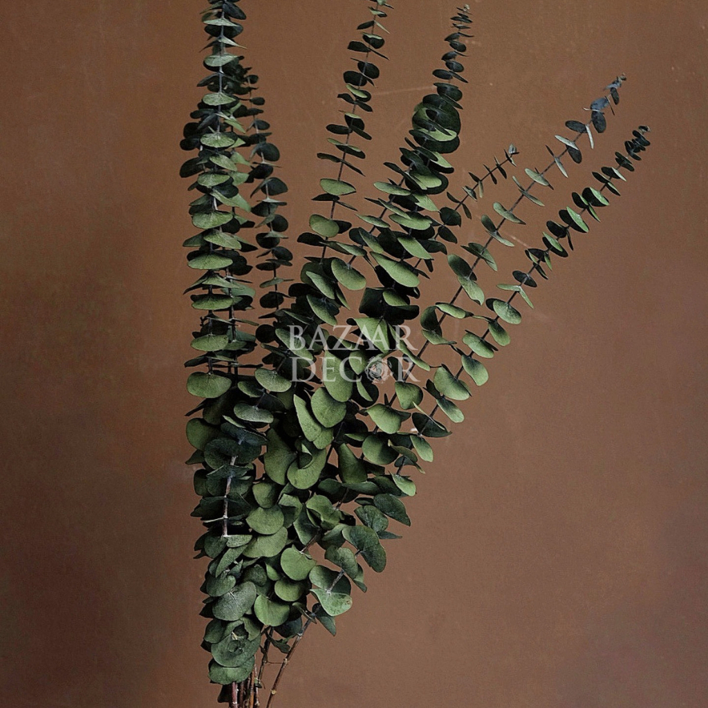 Bó 10 cành lá khuynh diệp sấy khô loại đẹp nguyên cành 60cm | Hoa khô Eucalyptus