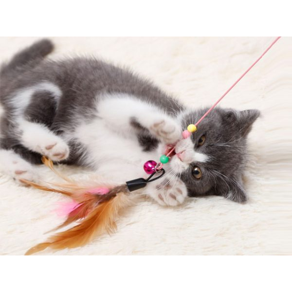 Đồ Chơi Cần Câu Mèo Gắn Lông Vũ - Kích Thích Mèo Chơi Đùa Vận Động | Muchinshop