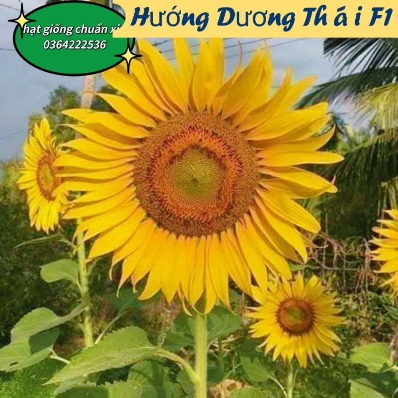 ⚡️ HẠT GIỐNG HOA HƯỚNG DƯƠNG THÁI F1 💥 Chất Lượng Cao