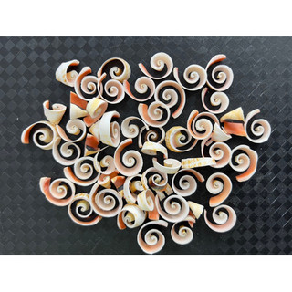 Vỏ ốc cắt 100gr