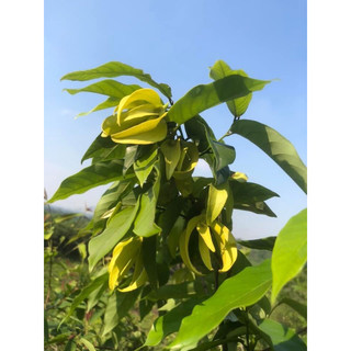 Cây hoa dẻ thơm cao 80-90cm