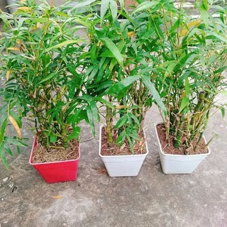 Cây Trúc Đùi Gà
