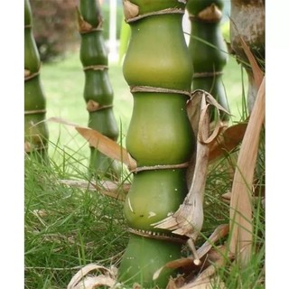 Cây Trúc Đùi Gà