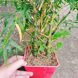 Cây Trúc Đùi Gà