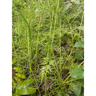 Cây Gạc Nai giống