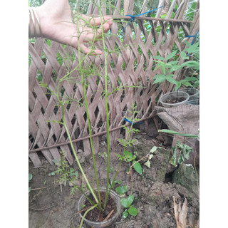 Cây Gạc Nai giống
