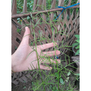 Cây Gạc Nai giống